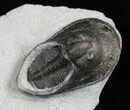 Scotoharpes Trilobite With Sweeping Genal Spines #4909-3
